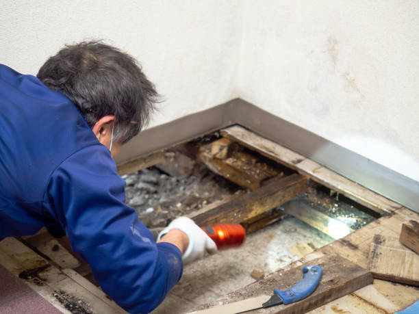 Reliable Jessup, PA Mold Removal Solutions