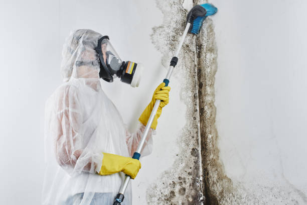 Best Mold Remediation Services  in Jessup, PA