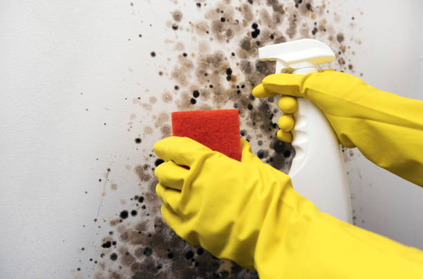 Best Fast Mold Removal  in Jessup, PA
