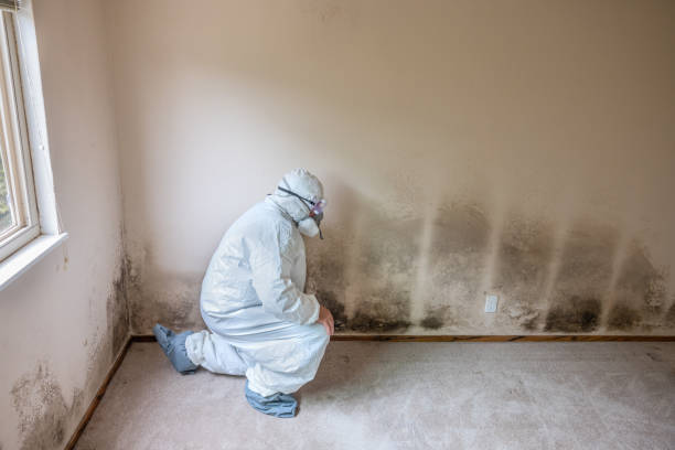 Best Attic Mold Removal  in Jessup, PA