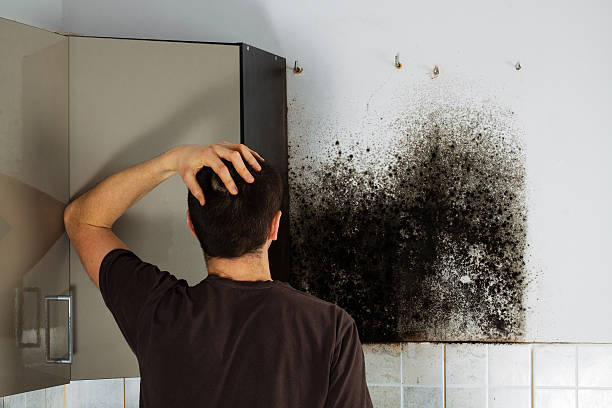 Best Residential Mold Removal  in Jessup, PA