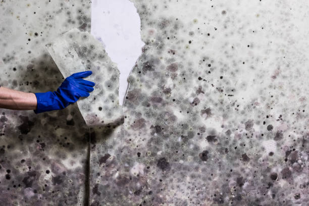 Best Commercial Mold Removal  in Jessup, PA