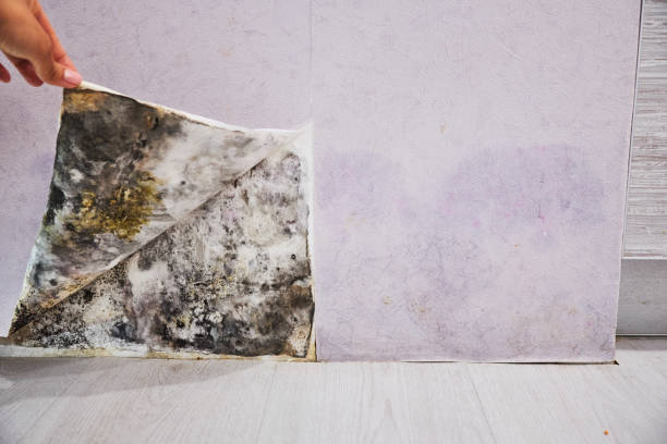 Best Toxic Mold Removal  in Jessup, PA